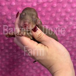 Vivi - Chocolate and tan female Dachshund puppy in Oklahoma City, Oklahoma from Barrett’s Doxie Farm