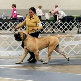 Mastiff puppies from Riddermark kennel