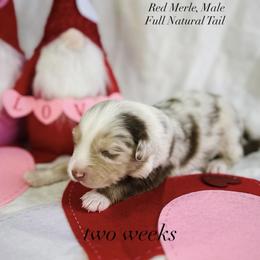 Australian Shepherd Puppies from Sunshine Shepherds