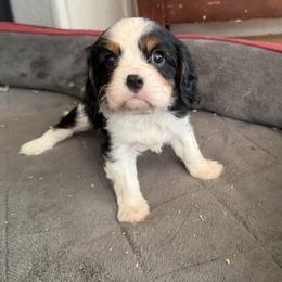 Mr. Black - Tri-color male Cavalier King Charles Spaniel puppy in Rocky Ford, Colorado from Scofield Cavaliers