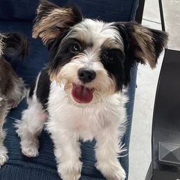 Biewer Terriers and Yorkshire Terriers from Ember Valley Yorkies