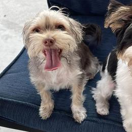 Biewer Terriers and Yorkshire Terriers from Ember Valley Yorkies