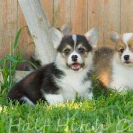 Beans - White and black male Pembroke Welsh Corgi puppy in Williams, California from Half Hitch Corgis