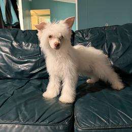 Mustang - White male Chinese Crested puppy in Aberdeen, Idaho from Willow Creek Cresteds