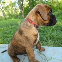 Boxer Puppies from Boxers vom Norden