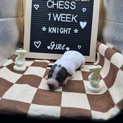 Knight - Black tan and white female American Hairless Terrier puppy in Bates City, Missouri from Bare Wonder