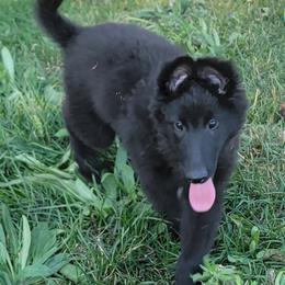 Girl 3 Purple collar - Black female Belgian Sheepdog puppy in Green Bluff, Washington from Clawson Belgians