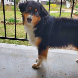Miniature American Shepherds from Tntowne Miniature American Shepherds