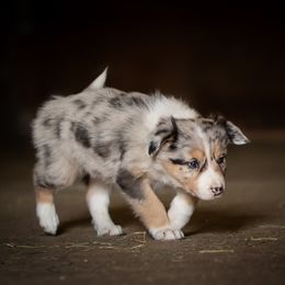 Border Collie Puppies from Hidden Meadows Livestock