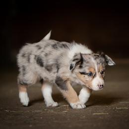 Border Collie Puppies from Hidden Meadows Livestock