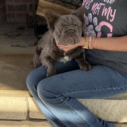 Girl 1 - Liver female French Bulldog puppy in Davis, Oklahoma from Dreampups