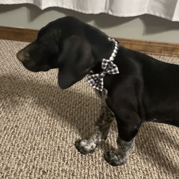German Shorthaired Pointer Puppies from Southern Missouri GSP Puppies