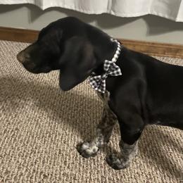 German Shorthaired Pointer Puppies from Southern Missouri GSP Puppies