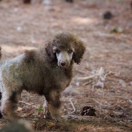 Poodle Puppies from Mystic Moon Poodles