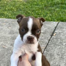 Kaladin - Seal and white Boston Terrier puppy in Belleville, Illinois from Belleville Bostons