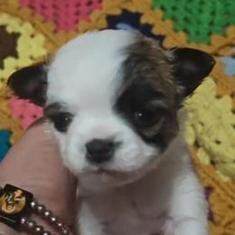 Dolly - Chocolate and white female Chihuahua puppy in Gray, Louisiana from Chi Chi's Place LLC