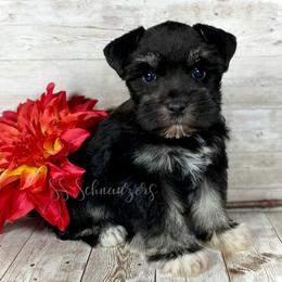 Miniature Schnauzer Puppies from Silver Sage Schnauzers