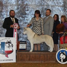 SAOIRSE  - Siberian Husky