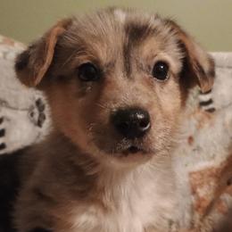 Bluie merle - Blue merle and white male American Corgi puppy in Pioneer, Michigan from Country Corners Corgis