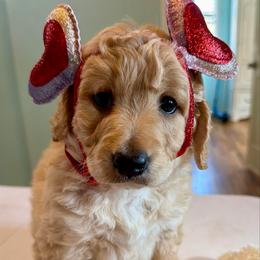Butterscotch - Cream female Goldendoodle puppy in Pensacola, Florida from Goldendoodles Love You in Pensacola Friend Edition
