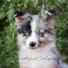 Jessie - Blue merle female Australian Shepherd puppy in Grapeland, Texas from Smokin K Aussies