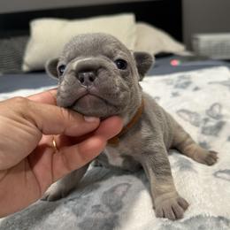 Brownie - Blue male French Bulldog puppy in Bolingbrook, Illinois from Flores Frenchies