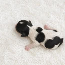 Black and white 2 - Black and white male Cocker Spaniel puppy in Wahiawa, Hawaii from Versatile Ohana