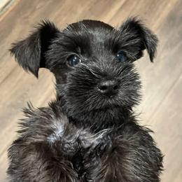 Beatrice - Black female Miniature Schnauzer puppy in Interlachen, Florida from Pam's Schnauzers