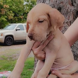 Anna - Merle female Great Dane puppy in Marshall, Michigan from Dream K9