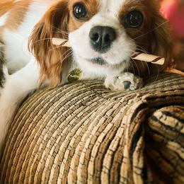 Dottie - Cavalier King Charles Spaniel