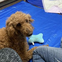 Goldendoodles and Labradoodles from Lynda Murski