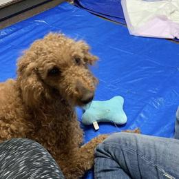 Goldendoodles and Labradoodles from Lynda Murski