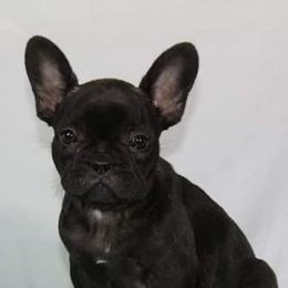 Boston Terriers, Chesapeake Bay Retrievers, and French Bulldogs from Stogdill's Baby Bullies