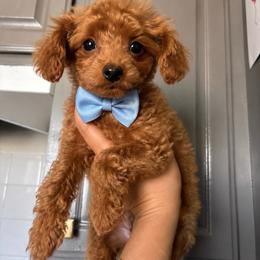 Hershey - Red  male Poodle puppy in Riverside, California from Poodles
