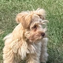 Rennie lil boy - Wheaten male Miniature Schnauzer puppy in Groesbeck, Texas from Ranch 4M