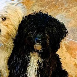 Shih Tzus from Serenity Haven Ranch