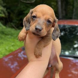 Astrid - Wild boar female Dachshund puppy in Livingston, Kentucky from Illyria Dox & GSD