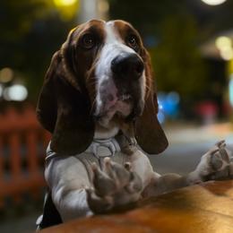 Gus - Basset Hound