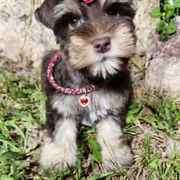 Princess - Liver female Miniature Schnauzer puppy in Vernal, Utah from High Uinta Schnauzers