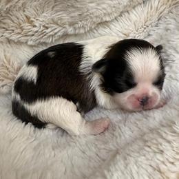 Black and white female - Black and white female Shih Tzu puppy in Citrus Heights, California from The Lion dog Shih Tzu