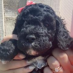 Firework - Black Irish Doodle puppy in Dfw, Texas from Fife Doods