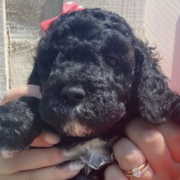 Firework - Black Irish Doodle puppy in Dfw, Texas from Fife Doods