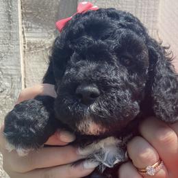 Firework - Black Irish Doodle puppy in Dfw, Texas from Fife Doods