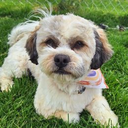 Jubal - White male Havanese puppy in Montrose, Colorado from Gnomies Furry Friends