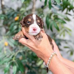 Gate Keeper - Tri-color male Bernedoodle puppy in Sulphur, Louisiana from Curly Q’s Of Carlyss
