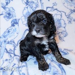 Slate - Black and white male Cockapoo puppy in Sunset, Louisiana from Cano Cockapoos