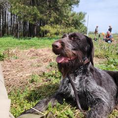 German Wirehaired Pointer Puppies from Fleetwood German Wirehaired Pointers