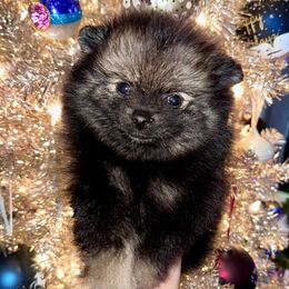 Zinnia - Wolf sable female Pomeranian puppy in Springfield, Missouri from Hope Mountain Pomeranians