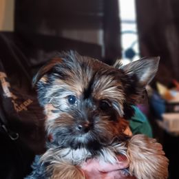 Yorkshire Terriers from Ronda's Yorkshire Terriers