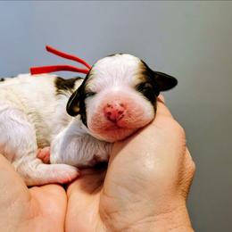 Juneau - Brown and white female Bernedoodle puppy in Forest, Ohio from Mini Doodle Buddies